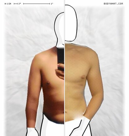 Torso Comparison
