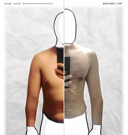 Torso Comparison