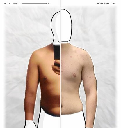 Torso Comparison