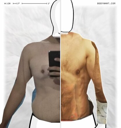 Torso Comparison