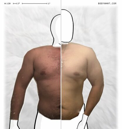 Torso Comparison
