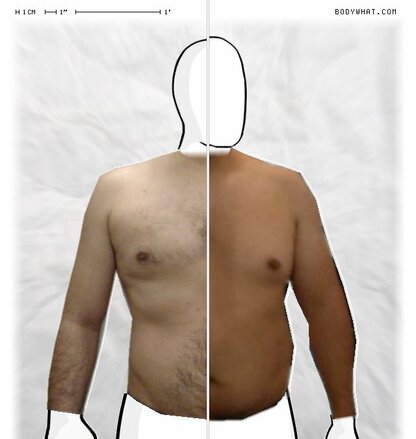 Torso Comparison