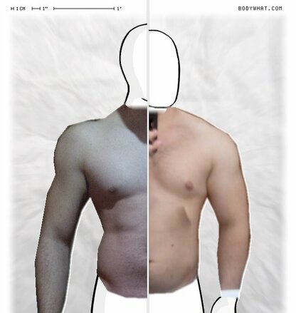 Torso Comparison