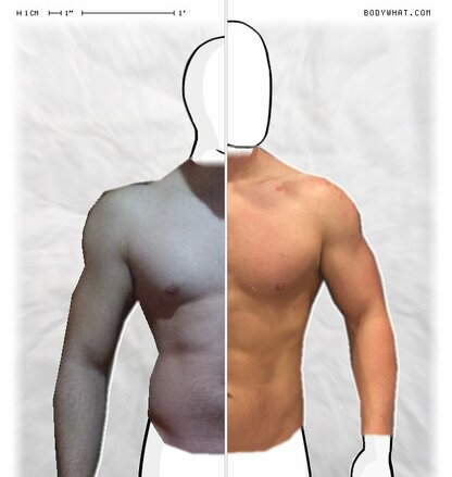 Torso Comparison