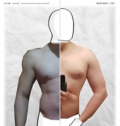 Torso Comparison