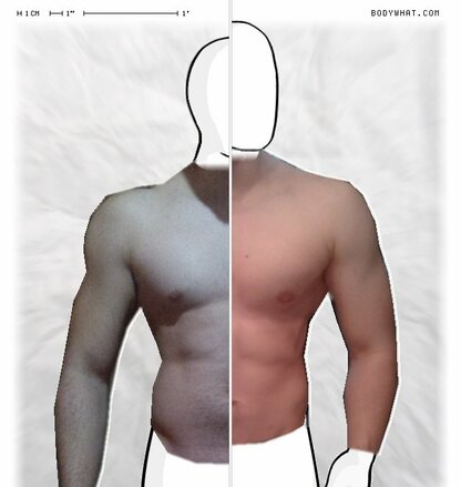 Torso Comparison