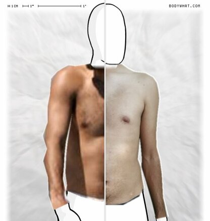 Torso Comparison