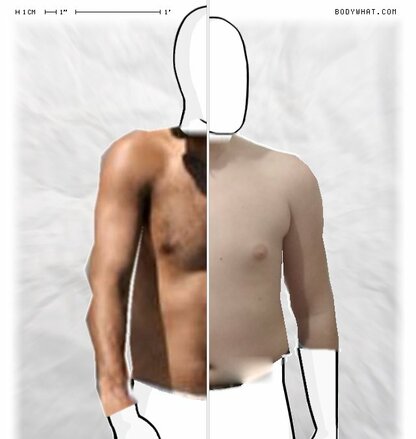 Torso Comparison