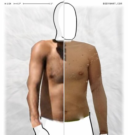 Torso Comparison