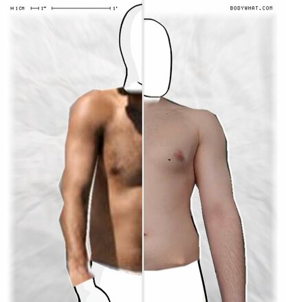 Torso Comparison