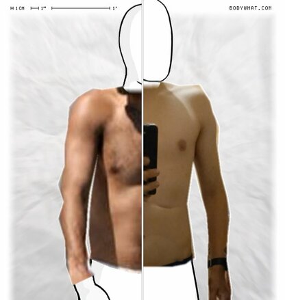 Torso Comparison