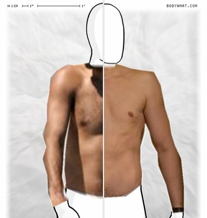 Torso Comparison