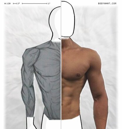 Torso Comparison