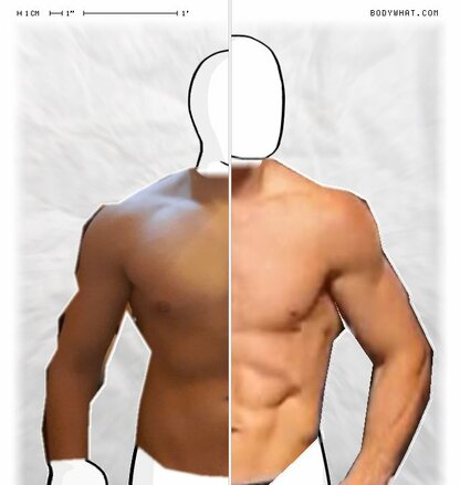 Torso Comparison
