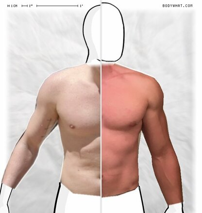 Torso Comparison