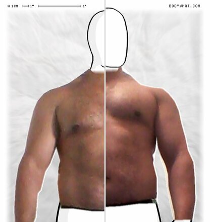 Torso Comparison