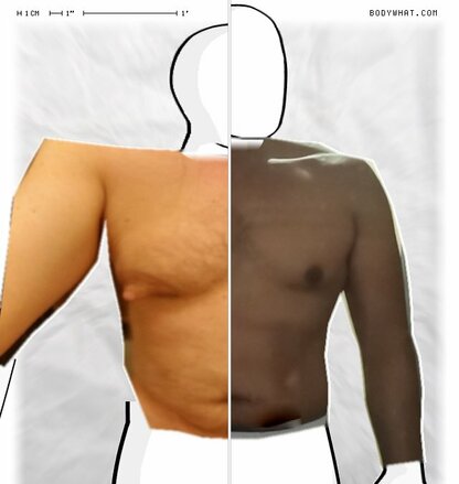 Torso Comparison