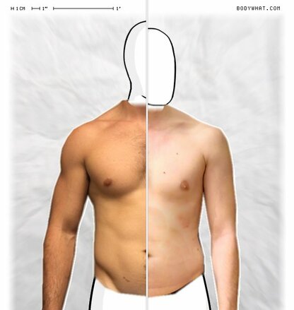 Torso Comparison