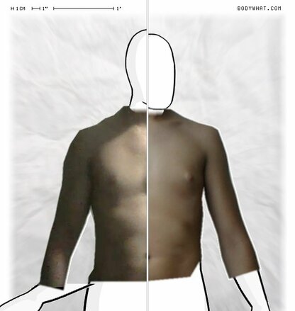 Torso Comparison