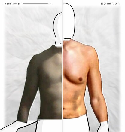 Torso Comparison