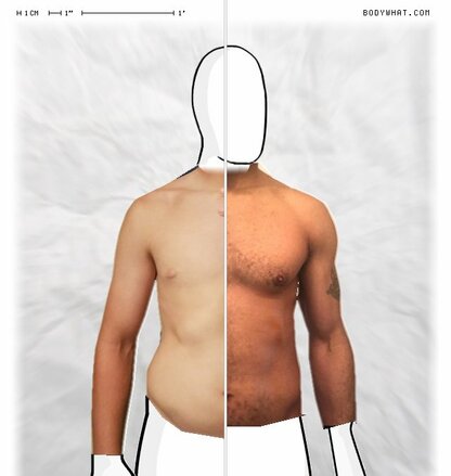 Torso Comparison