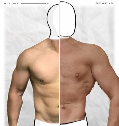 Torso Comparison