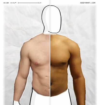 Torso Comparison