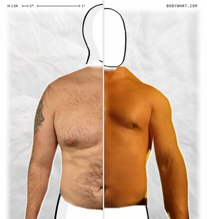 Torso Comparison