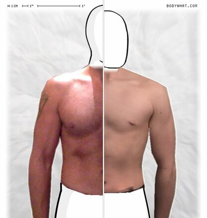 Torso Comparison