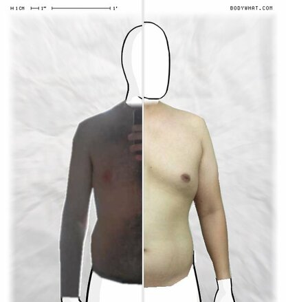 Torso Comparison