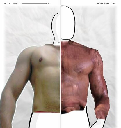 Torso Comparison