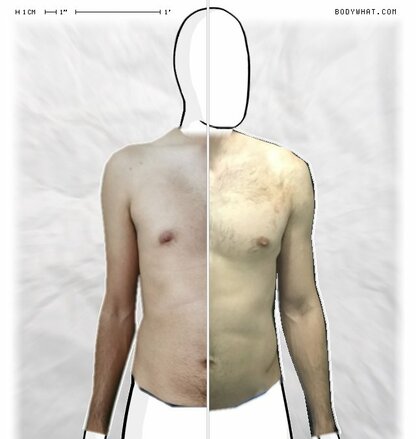 Torso Comparison