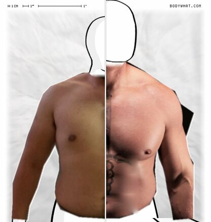 Torso Comparison