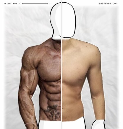 Torso Comparison