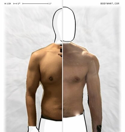 Torso Comparison