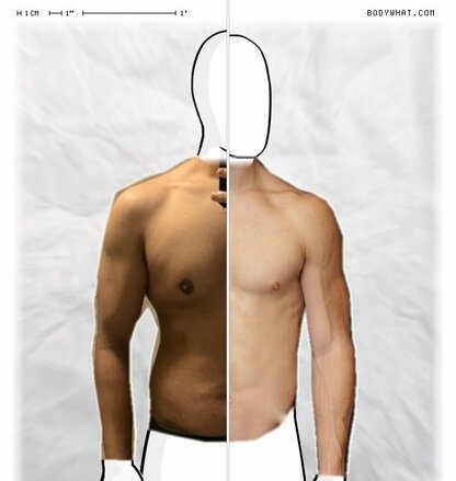 Torso Comparison