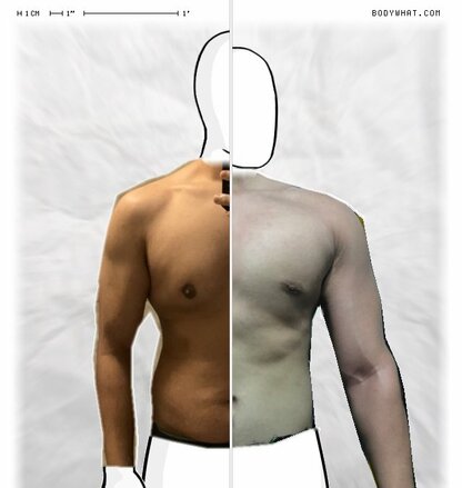 Torso Comparison