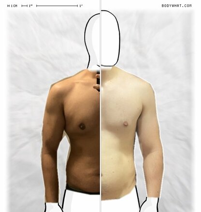 Torso Comparison