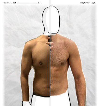 Torso Comparison