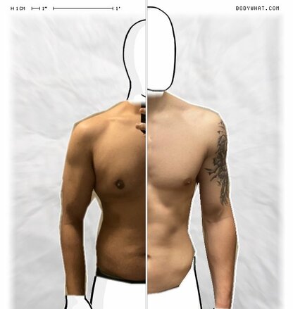 Torso Comparison