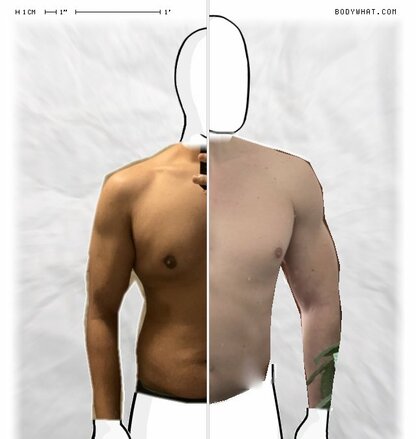 Torso Comparison