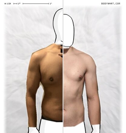 Torso Comparison