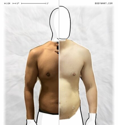 Torso Comparison