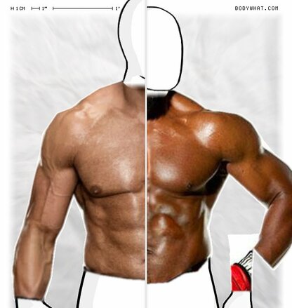 Torso Comparison