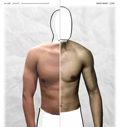 Torso Comparison