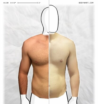 Torso Comparison