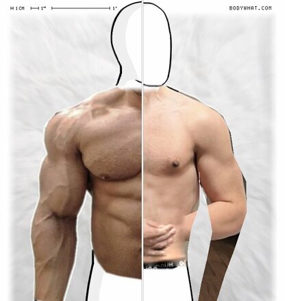 Torso Comparison