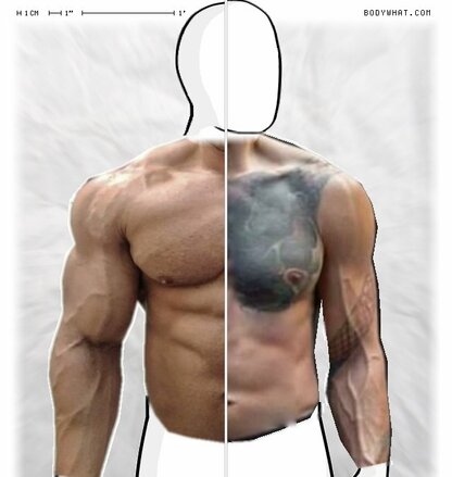 Torso Comparison