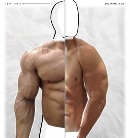 Torso Comparison