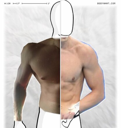 Torso Comparison